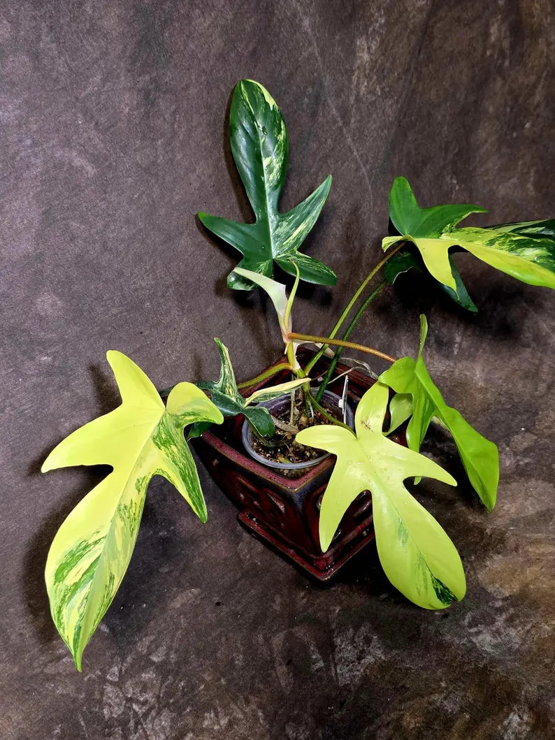 Variegated Philodendron Florida Beauty - Extremely Rare Variegated  - US Seller (6-5-52)
