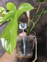 Variegated Philodendron Florida Beauty - Extremely Rare Variegated  - US Seller (6-5-52)