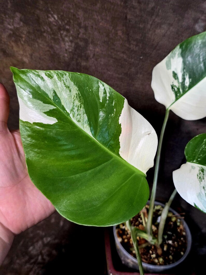 Monstera Albo Variegated Plant - Rare White Borsigiana - Exact Plant - US Seller (June-5-60)