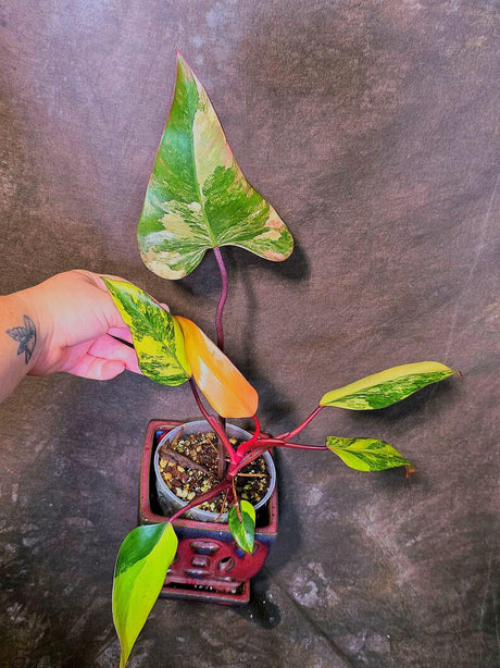 Variegated Philodendron Strawberry Shake Live Plant - EXACT Plant - US Seller (June-5-54)