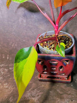 Variegated Philodendron Strawberry Shake Live Plant - EXACT Plant - US Seller (June-5-54)