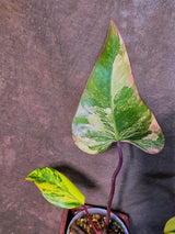 Variegated Philodendron Strawberry Shake Live Plant - EXACT Plant - US Seller (June-5-54)