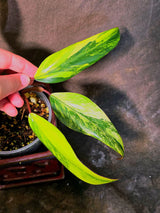 Variegated Philodendron Strawberry Shake Live Plant - EXACT Plant - US Seller (June-5-55)