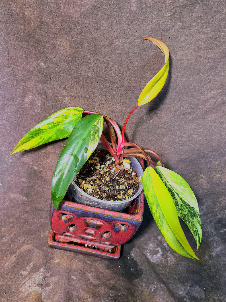 Variegated Philodendron Strawberry Shake Live Plant - EXACT Plant - US Seller (June-5-55)