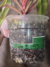 Variegated Philodendron Strawberry Shake Live Plant - EXACT Plant - US Seller (June-5-55)