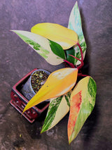 Variegated Philodendron Strawberry Shake Live Plant - EXACT Plant - US Seller (June-5-56)