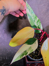 Variegated Philodendron Strawberry Shake Live Plant - EXACT Plant - US Seller (June-5-56)