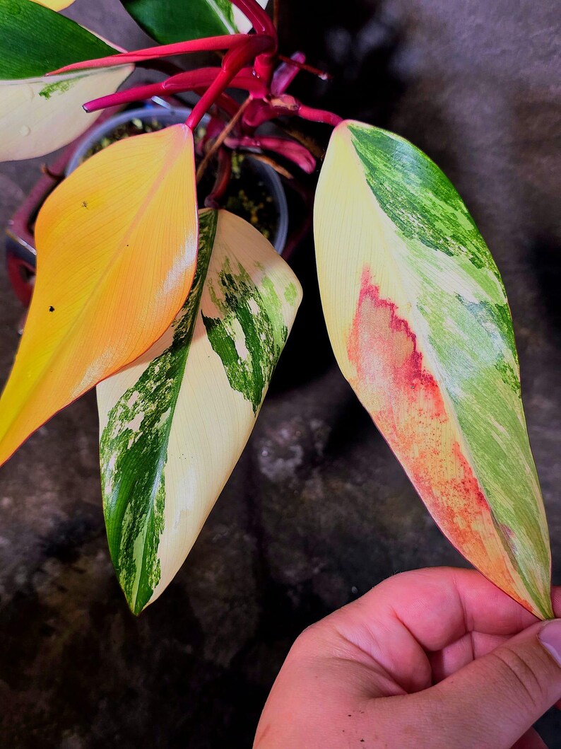 Variegated Philodendron Strawberry Shake Live Plant - EXACT Plant - US Seller (June-5-56)