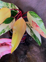 Variegated Philodendron Strawberry Shake Live Plant - EXACT Plant - US Seller (June-5-56)