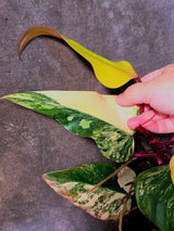 Variegated Philodendron Strawberry Shake Live Plant - EXACT Plant - US Seller (June-5-58)