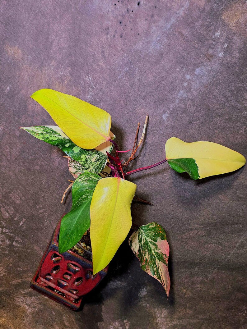 Variegated Philodendron Strawberry Shake Live Plant - EXACT Plant - US Seller (June-5-58)