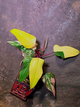 Variegated Philodendron Strawberry Shake Live Plant - EXACT Plant - US Seller (June-5-58)