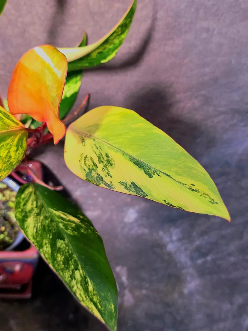 Variegated Philodendron Strawberry Shake Live Plant - EXACT Plant - US Seller (June-5-59)