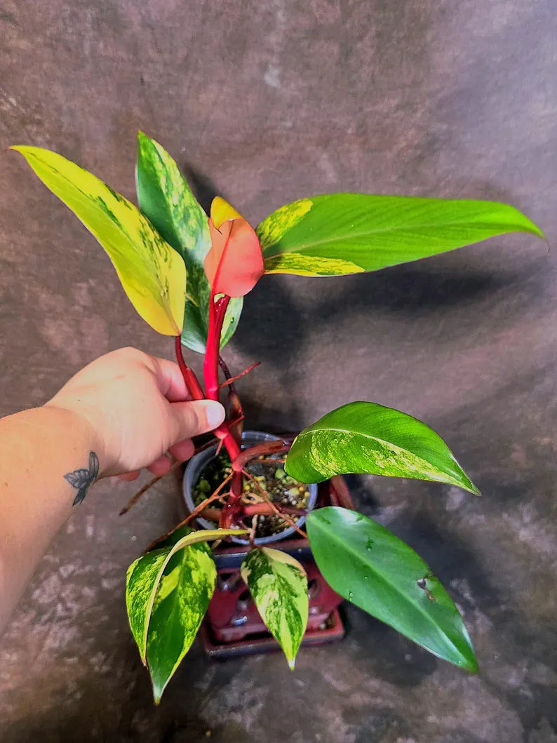 Variegated Philodendron Strawberry Shake Live Plant - EXACT Plant - US Seller (June-5-59)