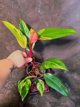 Variegated Philodendron Strawberry Shake Live Plant - EXACT Plant - US Seller (June-5-59)