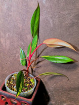 Variegated Philodendron Strawberry Shake Live Plant - EXACT Plant - US Seller (June-5-62)