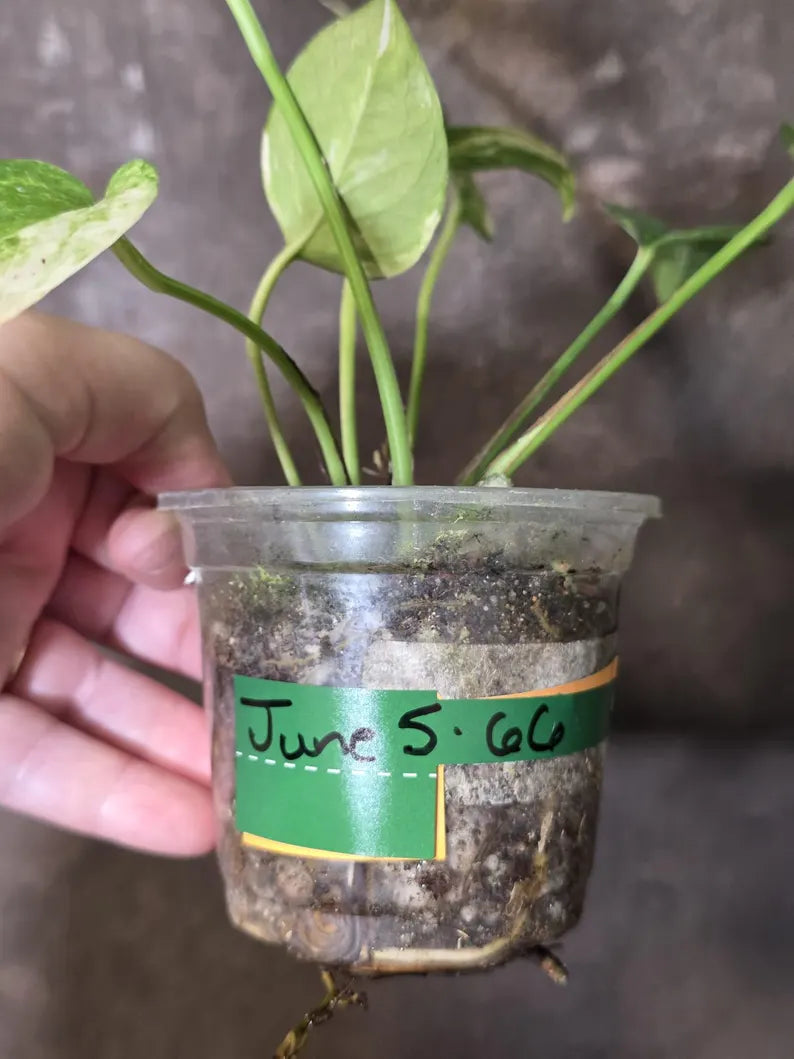 Variegated Golden Flame - Epipremnum Pinnatum Plant - SAME Plant - US Seller (June-5-66)