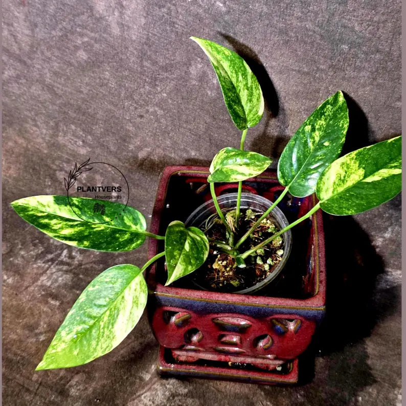 Variegated Golden Flame - Epipremnum Pinnatum Plant - SAME Plant - US Seller (June-5-66)