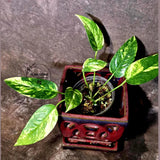 Variegated Golden Flame - Epipremnum Pinnatum Plant - SAME Plant - US Seller (June-5-66)