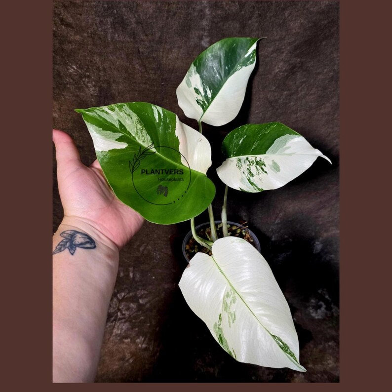 Monstera Albo Variegated Plant - Rare White Borsigiana - Exact Plant - US Seller (June-5-60)