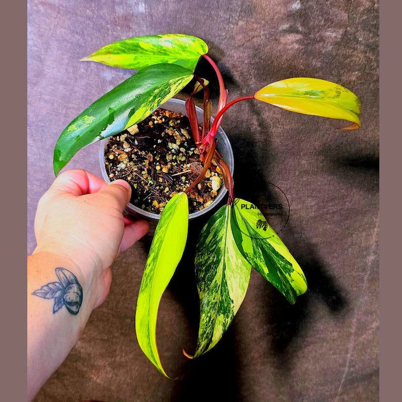 Variegated Philodendron Strawberry Shake Live Plant - EXACT Plant - US Seller (June-5-55)