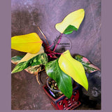 Variegated Philodendron Strawberry Shake Live Plant - EXACT Plant - US Seller (June-5-58)