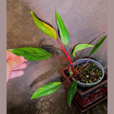 Variegated Philodendron Strawberry Shake Live Plant - EXACT Plant - US Seller (June-5-62)