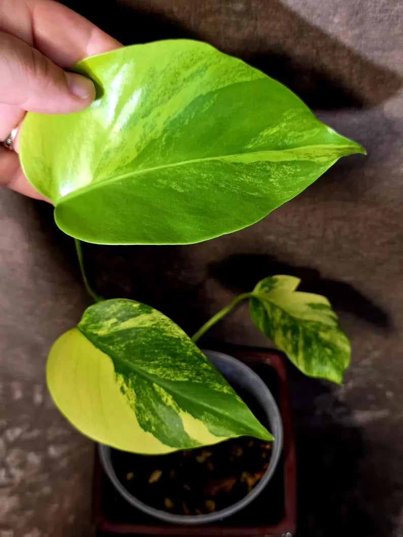 Monstera Aurea Variegated Plant - Exact Rare Tropical Aroids - Monstera Marmota (June-9-8)