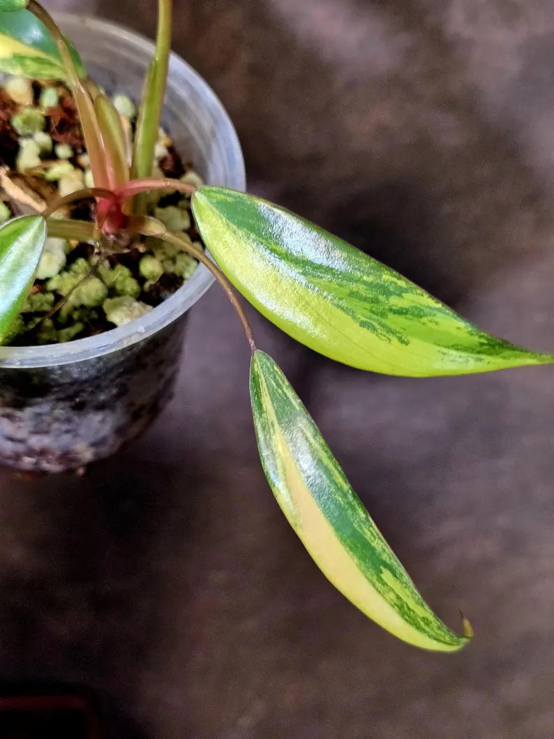 Variegated Philodendron Strawberry Shake Live Plant - EXACT Plant - US Seller (June-9-10)