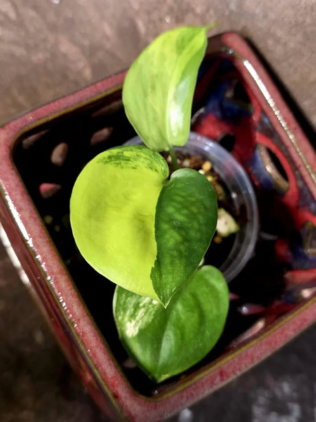 Scindapsus Jade Satin Variegated - Rare Tropical Plant - EXACT Plant (June-09-16)
