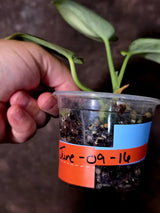Scindapsus Jade Satin Variegated - Rare Tropical Plant - EXACT Plant (June-09-16)
