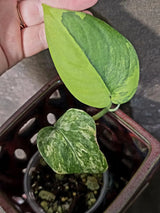 Scindapsus Jade Satin Variegated - Rare Tropical Plant - EXACT Plant (June-09-18)