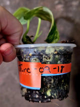 Scindapsus Jade Satin Variegated - Rare Tropical Plant - EXACT Plant (June-09-18)