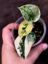 Variegated Scindapsus Mayari Plant - Collector Rare Exact Plant - (June-09-19)