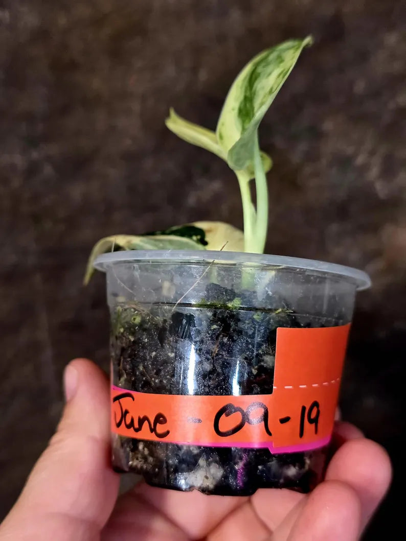 Variegated Scindapsus Mayari Plant - Collector Rare Exact Plant - (June-09-19)