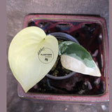 Scindapsus Jade Satin Variegated - Rare Tropical Plant - EXACT Plant (June-09-14)