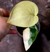 Scindapsus Jade Satin Variegated - Rare Tropical Plant - EXACT Plant (June-09-14)