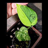 Scindapsus Jade Satin Variegated - Rare Tropical Plant - EXACT Plant (June-09-18)