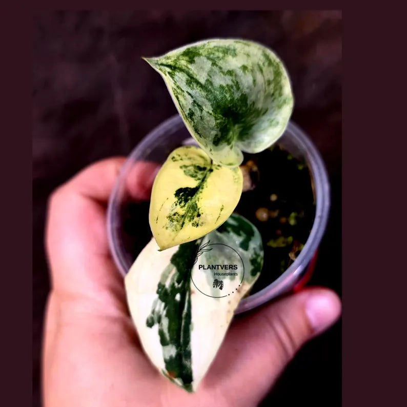 Variegated Scindapsus Mayari Plant - Collector Rare Exact Plant - (June-09-19)