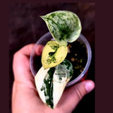 Variegated Scindapsus Mayari Plant - Collector Rare Exact Plant - (June-09-19)