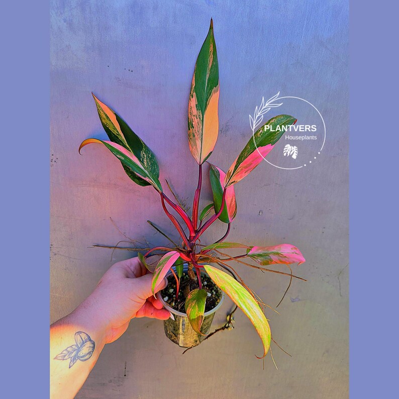 Variegated Philodendron Strawberry Shake - Live Exact Plant - (May-29-no pot)