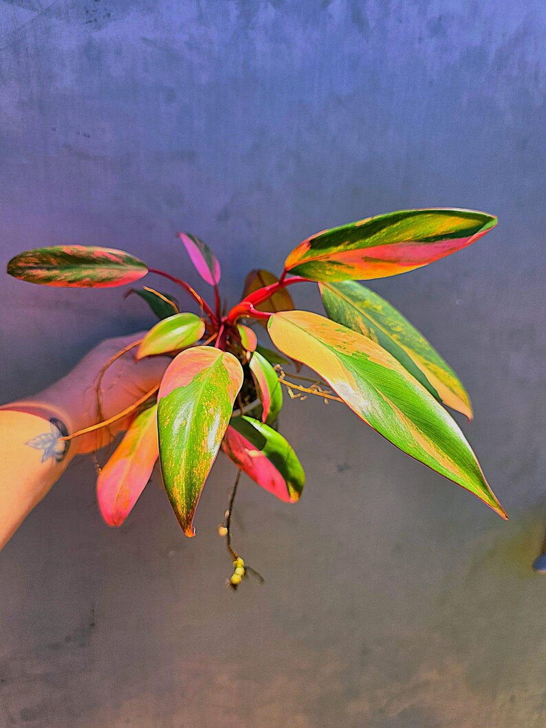 Variegated Philodendron Strawberry Shake - Live Exact Plant - (May-29-no pot)