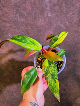 Variegated Philodendron Strawberry Shake - Live Exact Plant - US Seller (May-29-42)