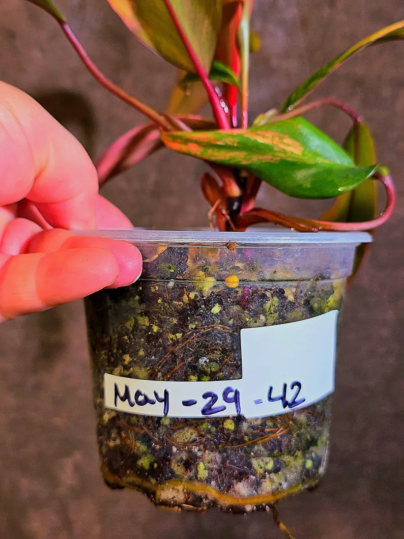 Variegated Philodendron Strawberry Shake - Live Exact Plant - US Seller (May-29-42)