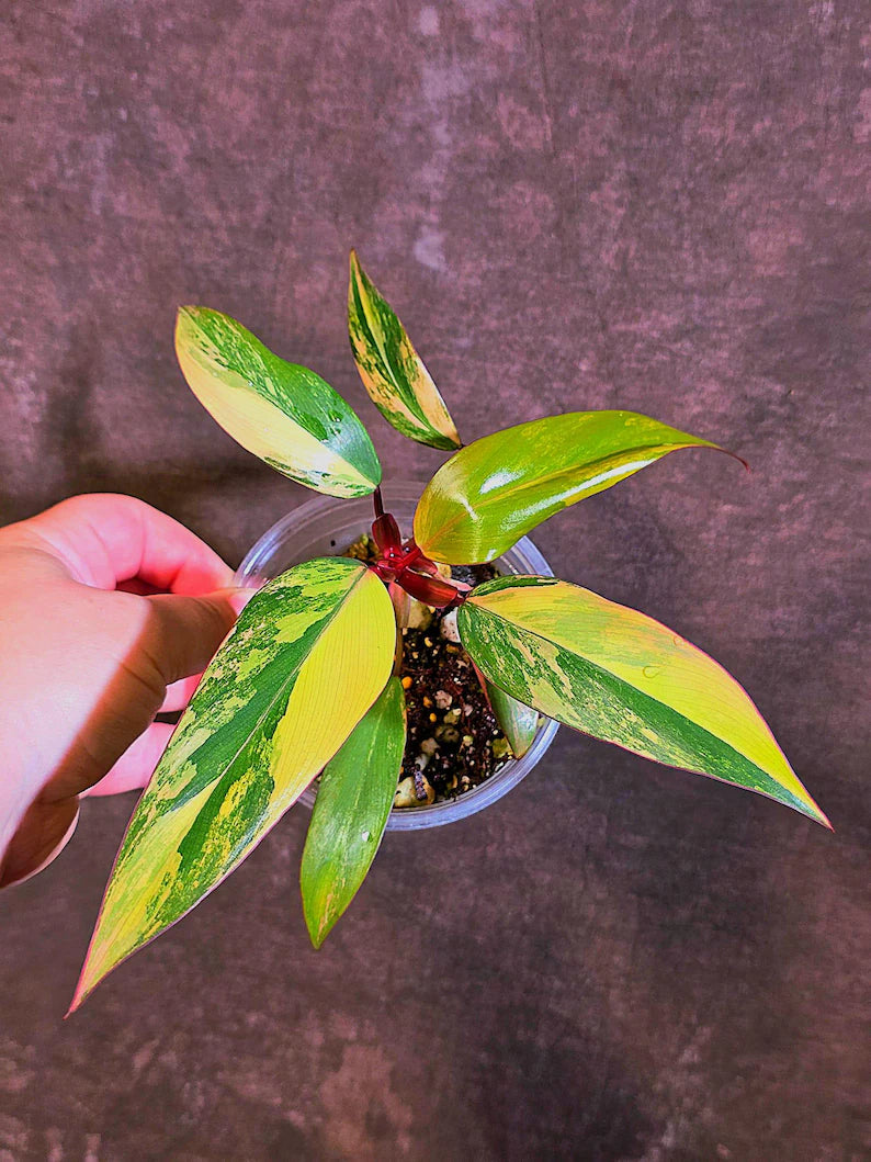 Variegated Philodendron Strawberry Shake - Live Exact Plant - US Seller (May-29-43)
