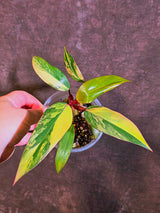 Variegated Philodendron Strawberry Shake - Live Exact Plant - US Seller (May-29-43)