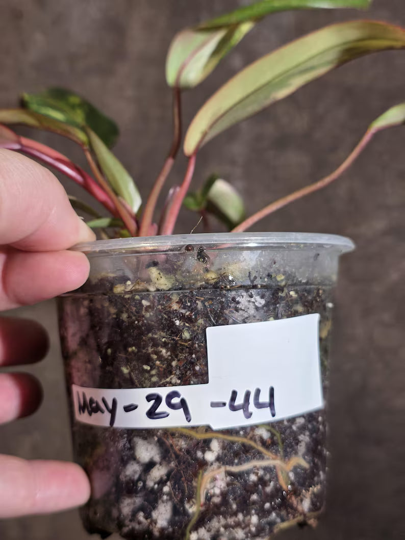 Variegated Philodendron Strawberry Shake - Live Exact Plant - (May-29-44)