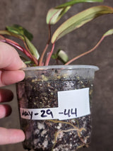 Variegated Philodendron Strawberry Shake - Live Exact Plant - (May-29-44)