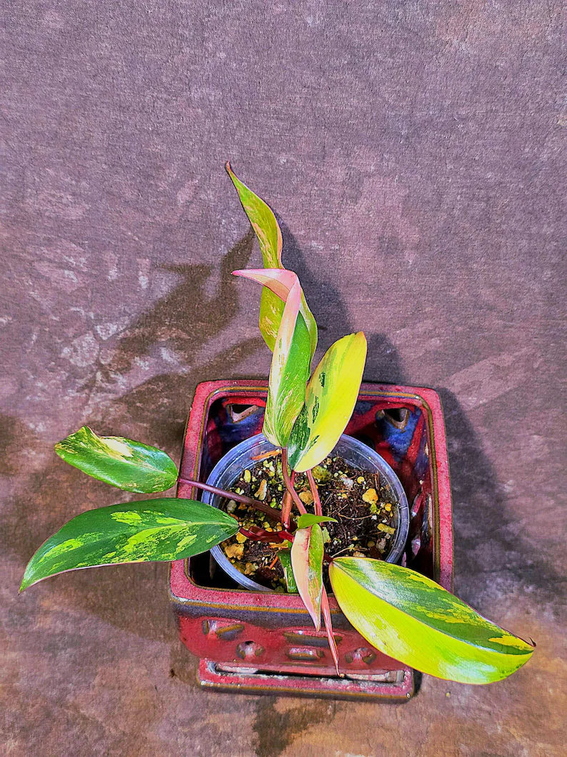 Variegated Philodendron Strawberry Shake - Live Exact Plant - (May-29-44)