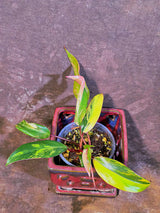 Variegated Philodendron Strawberry Shake - Live Exact Plant - (May-29-44)